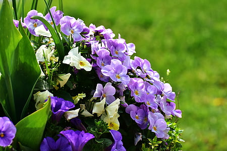 viooltje, bloemen, lente, weide, Tuin, kleurrijke, bloem