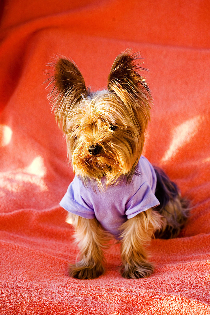 gos, animal de companyia, animals de companyia, Yorkshire terrier, animal, Terrier de, valent