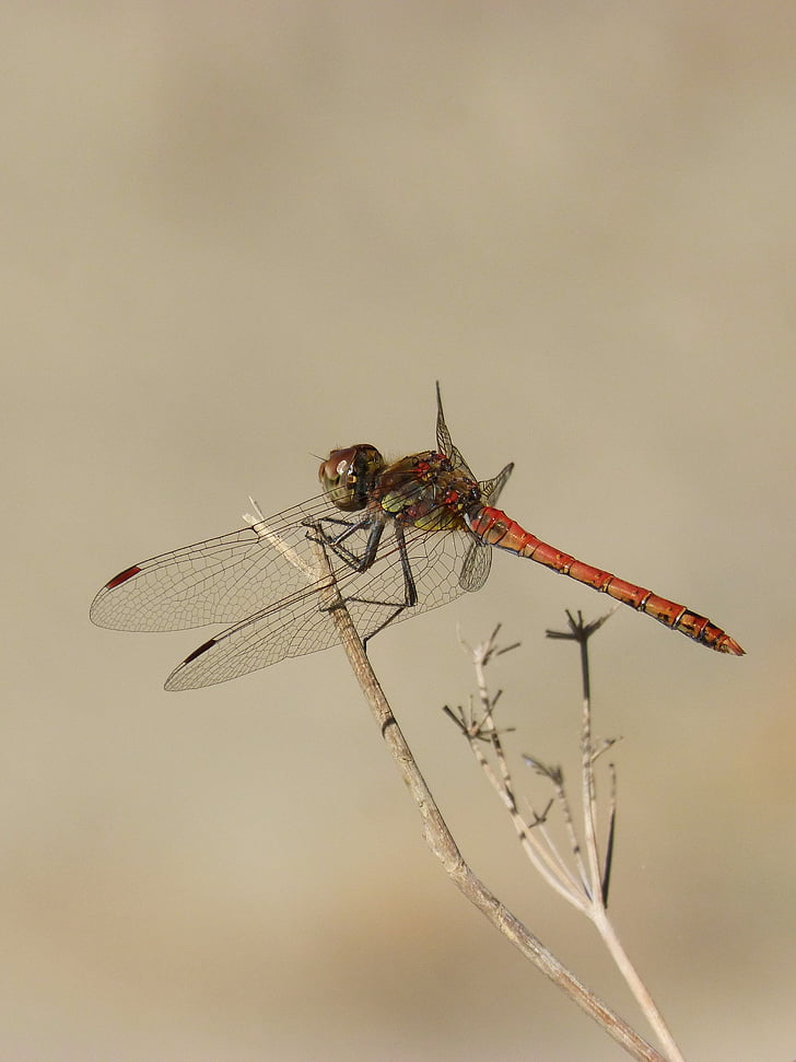 dragonfly, branch, red dragonfly, sympetrum striolatum, libelulido, winged insect, wetland