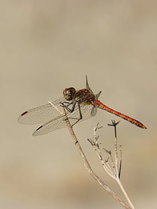 Dragonfly, filiaali, punane dragonfly, sympetrum striolatum, libelulido, tiibadega putukas, märgala