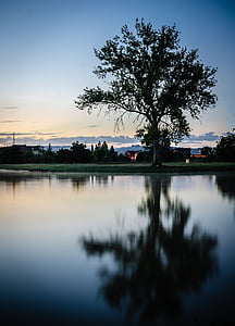 tree, dawn, nature, water, reflections