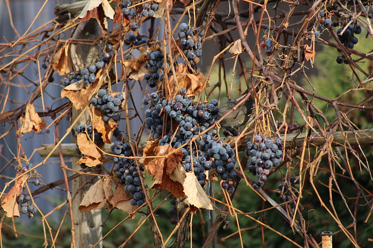 viinamarjad, Sügis, lehed, kuivad lehed, veini, marja, loodus
