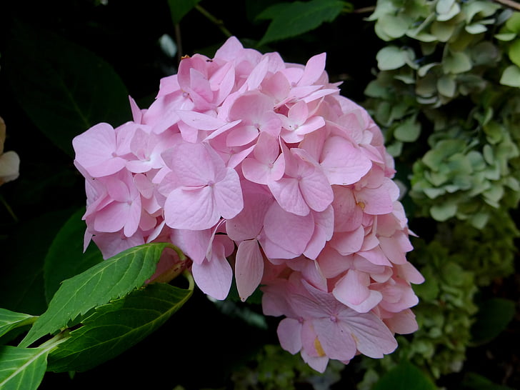 Hortensie, Blume, Rosa, Blüte, Botanische, Natur, Anlage