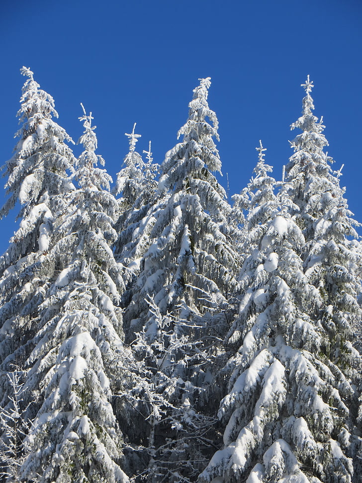 зимни, дърво, сняг, зимата дървета, зимни, студено, стволове