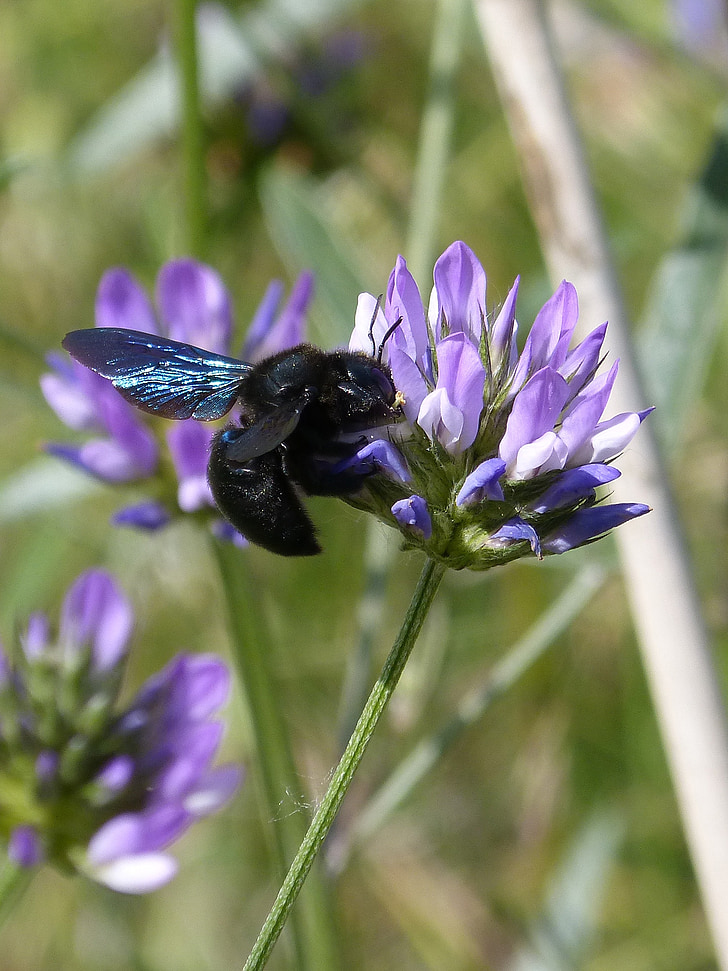 bumblebee carpenter, xilocopa violet, black bumblebee, flower, libar