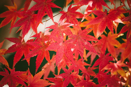 Krásné, světlé, detail, Barva, na podzim, zahrada, listy