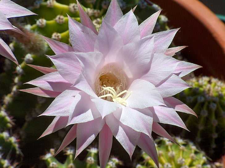 echinopsis, 식물, 정원