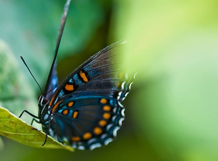 animal, Battus philenor, linda, beleza, preto, flor, azul