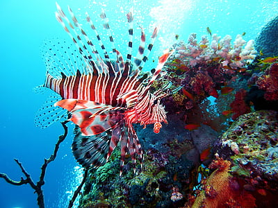 dykking, undervanns, rød brann fisk, undersjøiske verden, fisk, giftig, risiko