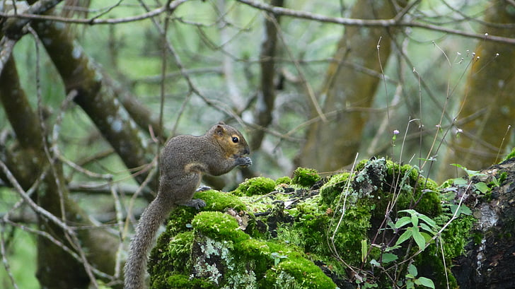 veverica, indonezijščina, prosto živeče živali, živali, narave, drevo, sesalec