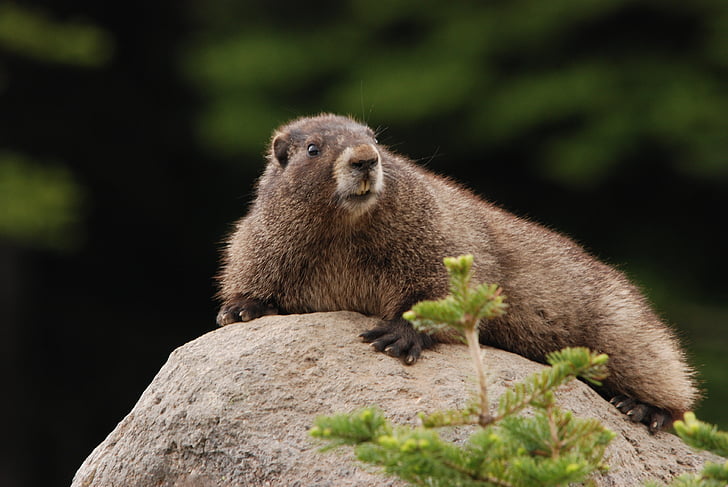 Marmot, hoary marmot, rocha, sol, fauna, mamífero, roedor