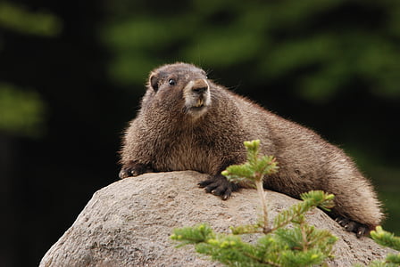 marmot, hoary marmot, rock, sun, fauna, mammal, rodent
