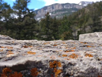 roccia, piattaforma, montagna, alberi, albero