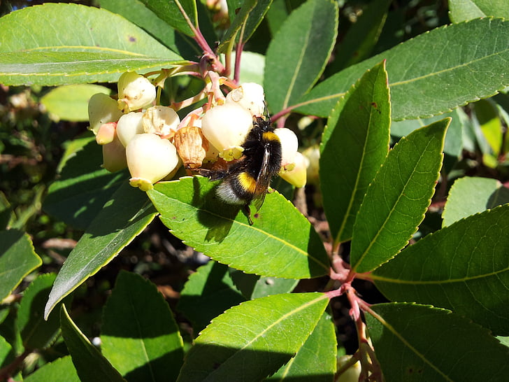 ape, fiore, foglie