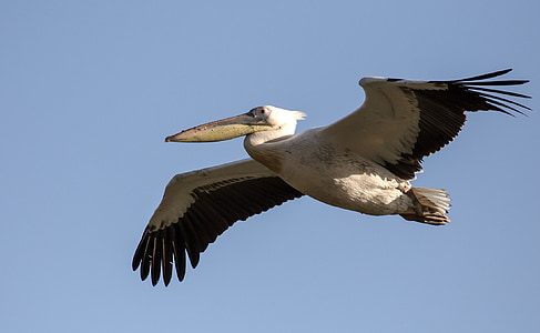 pelican, flying, bird, wildlife, nature, icon, beak