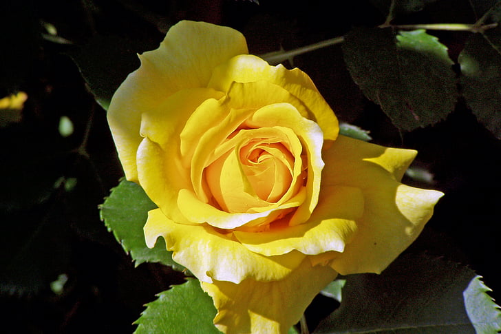 Rosa, žlutá růže, květ, okvětní lístky, okrasná rostlina, žlutý květ, zahrada