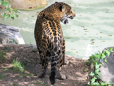 jaguar, big cat, feline, mammal, predator, carnivore, wildlife