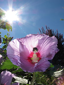 hibiscus flower, bee, hibiscus, plant, flower, blossom, bloom