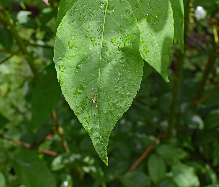 katydid nymph on wet leaf, katydid, bush cricket, insect, animal, fauna, leaf