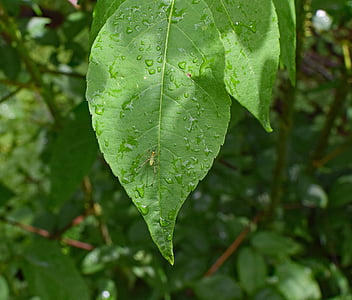 katydid німфи на вологих листя, katydid, Буш крикет, Комаха, тварини, Фауна, лист