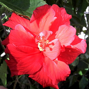 red hibiscus, hibiscus, double bloom, blooming, blossom, plant, exotic