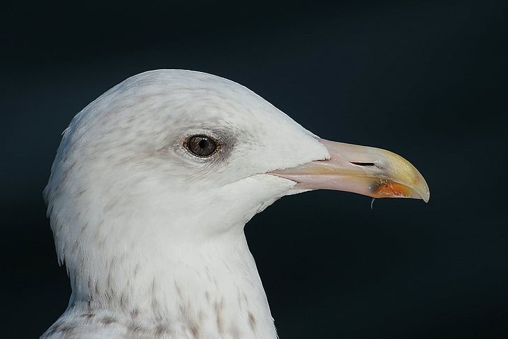 Harmaalokki, Herring gull, lokit, Larus argentatus, Laridae, isoa, seevogel, Sea
