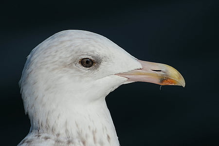 Herring gull, burung camar, Larus argentatus, laridae, camar besar, seevogel, laut
