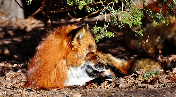 Fuchs, ύπνος, pit, Ζωικός κόσμος, άγρια ζώα, φωτογραφία άγριας φύσης, Πορτραίτο ζώου