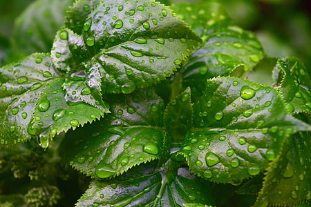 kvapka vody, dážď, Zelená, listy, stromy, kvapky dažďa, drop