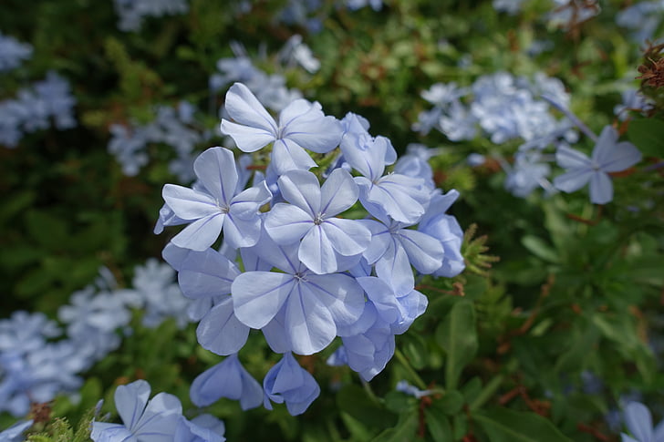 kvet, fialová, modrá, kvety, makro, Príroda, Madeira