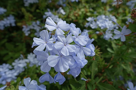 flor, porpra, blau, flors, macro, natura, Madeira