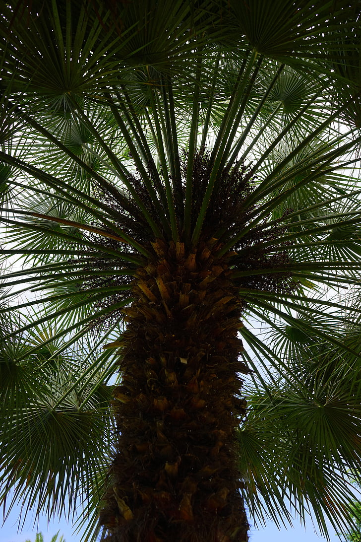 Palm, Palma de data, árvore, palmeira, Fênix, Phoenix dactylifera, árvore de sombra