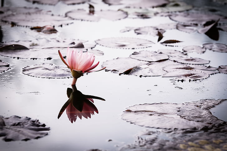 Lotus, Příroda, rybník, květiny, Grant, palác Jihočínském moři, krajina
