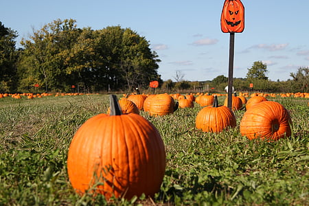 pumpkin, pumpkin patch, fall, autumn, harvest, farm, orange