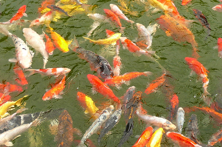 carp, carp swarm, fish, koi carp, large group of animals, high angle view, animal themes