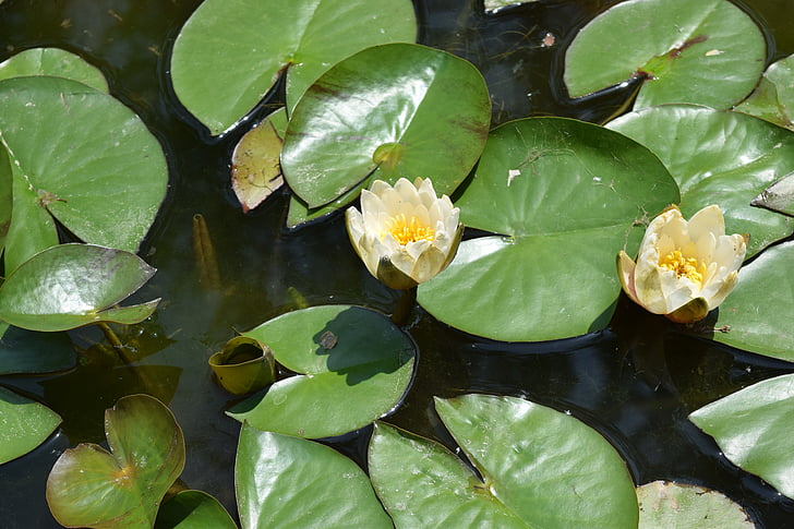 Lotus, estel, flors, plantes de la bassa, Estany, nenúfar, natura
