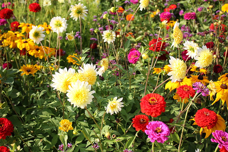 flower meadow, country garden show, colorful