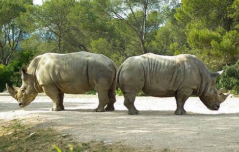 rhinoceros, horns, wild animal, opposition