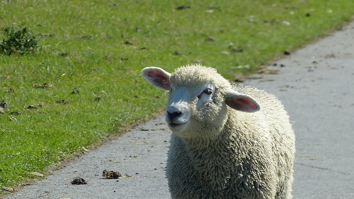 Cordeiro, ovelhas, schäfchen, dique, animal, natureza, mundo animal
