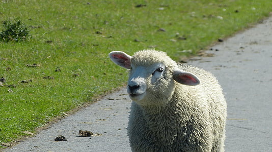 agneau, moutons, Schäfchen, digue, animal, nature, monde animal