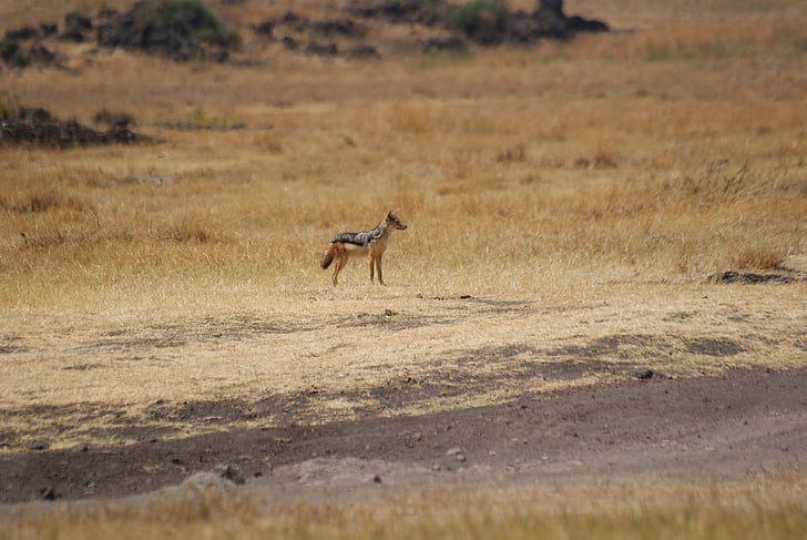 šakalas, Ngorongoro, Tanzanija