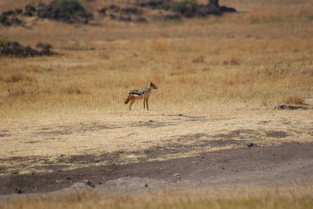 Šakal, Ngorongoro, Tanzánia