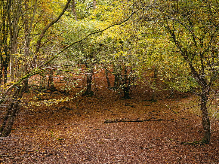trees, plant, nature, outdoor, farm, forest, leaf