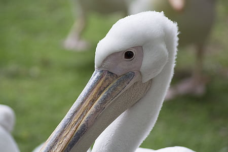 Pelican, burung, alam, air, satwa liar, hewan, putih