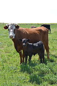 vaca con ternero, becerro, Pampa, campo, cuernos, naturaleza, ganado