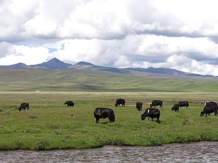 Jak, Landschaft, Herde von Rindern, Lithang County Sichuan Provinz, Prairie