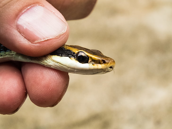snake, animal, reptile, detention, small, caught, hand