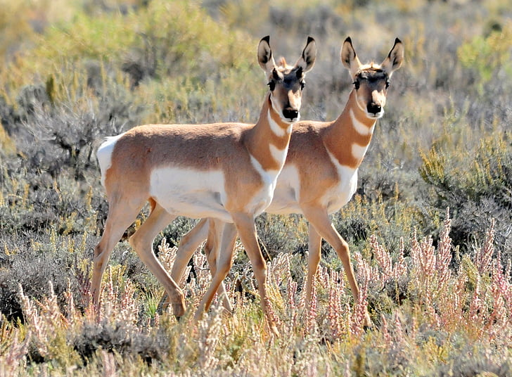 pronghorn, İkizler, fawns, antilocapra americana, yaban hayatı, doğa, memeli