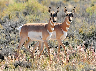 antilope d’Amérique, jumeaux, faons, Antilocapra americana, faune, nature, mammifère