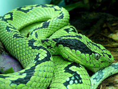 ヘビ, 黄色の斑点のあるパーム pitviper, 毒のあります。, 毒, メキシコ, グアテマラ, プレデター